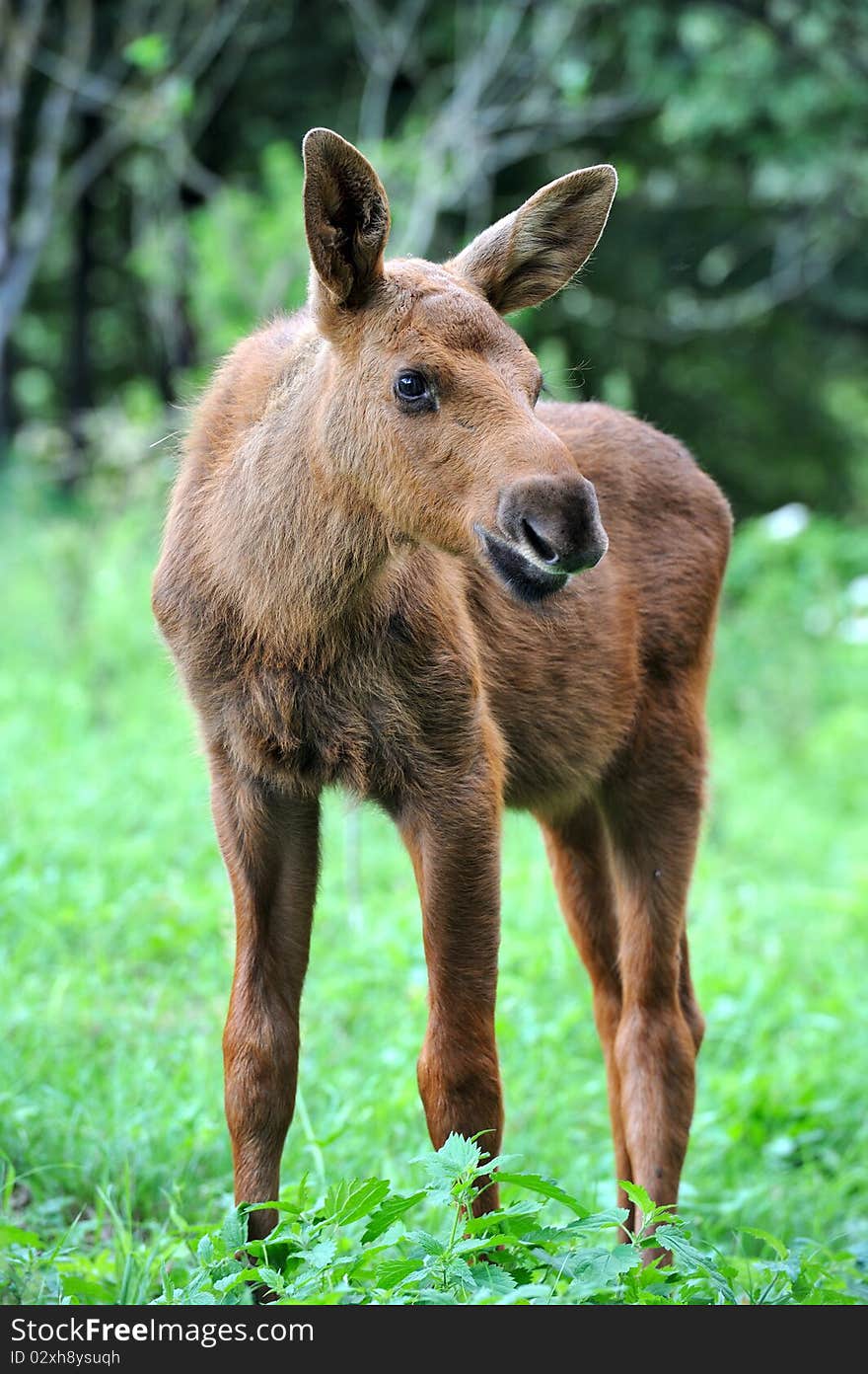 Elk