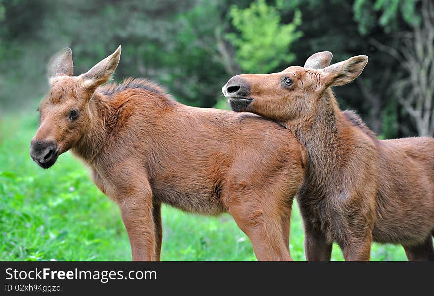 Elk