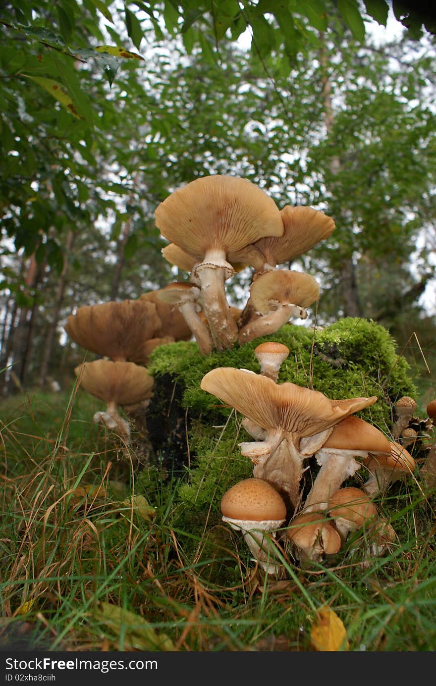 Mushroom In German Forest