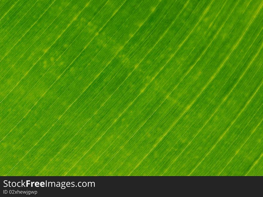 Palm leaf illuminated from back in tight crop composition. Palm leaf illuminated from back in tight crop composition