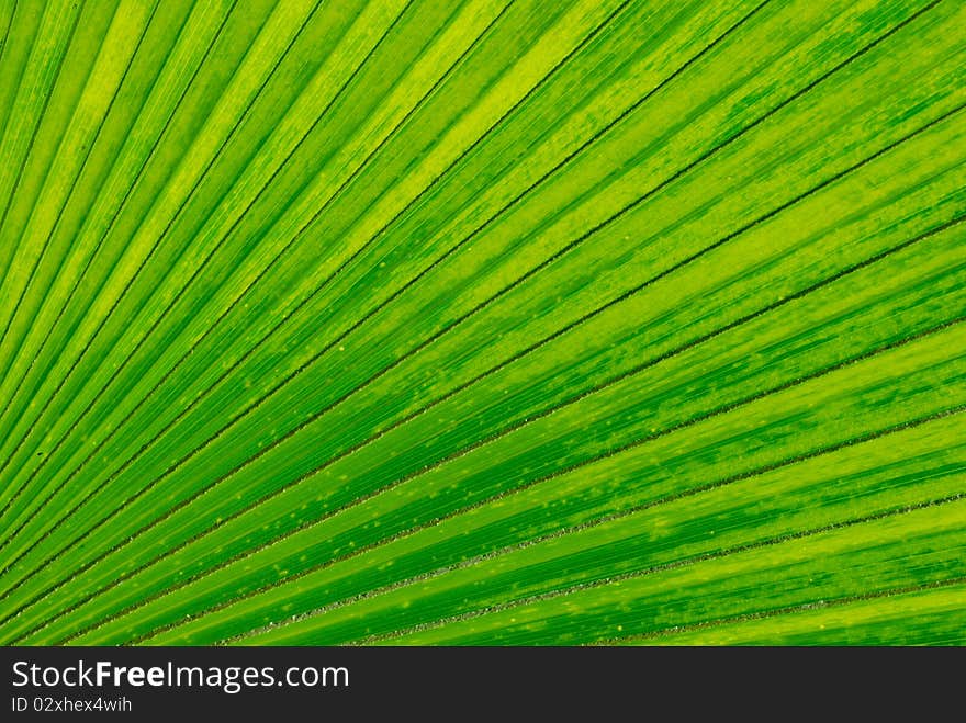 Palm leaf illuminated from back in tight crop composition. Palm leaf illuminated from back in tight crop composition