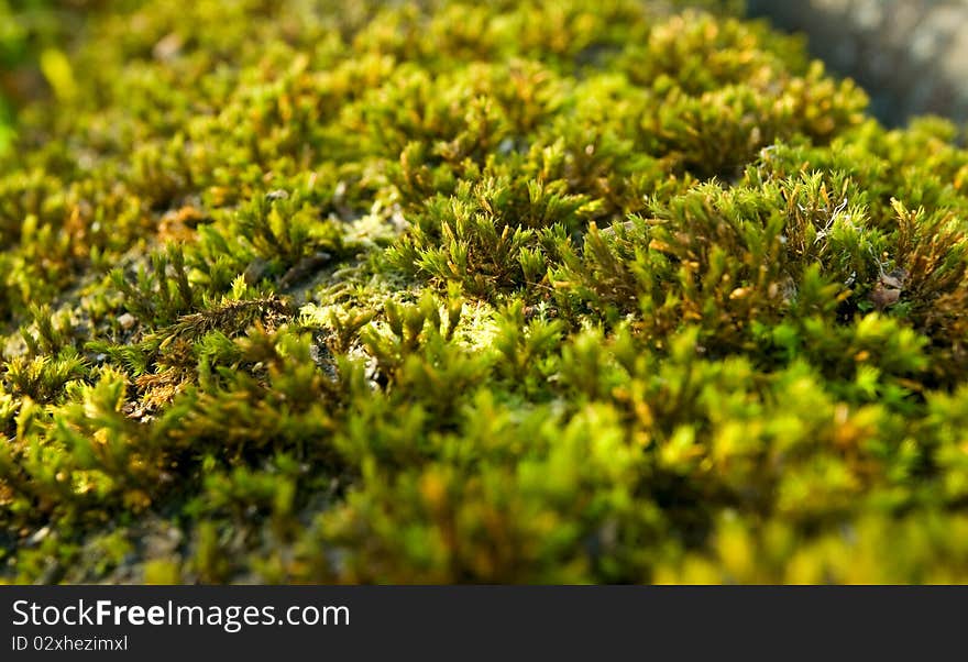 Green moss