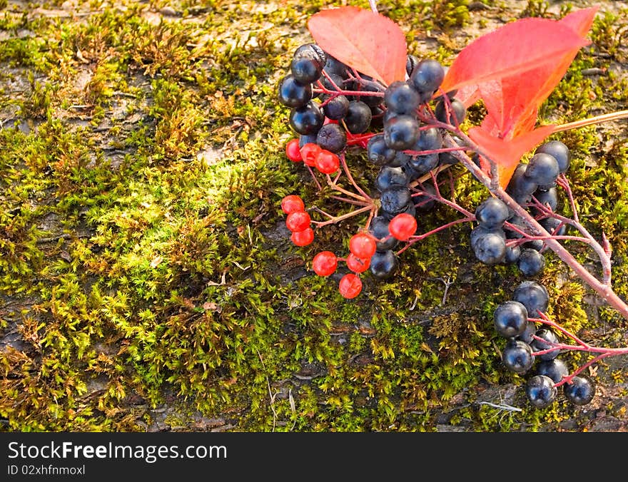 Autumn aronia melanocarpa and arrowwood on green moss. Autumn aronia melanocarpa and arrowwood on green moss.