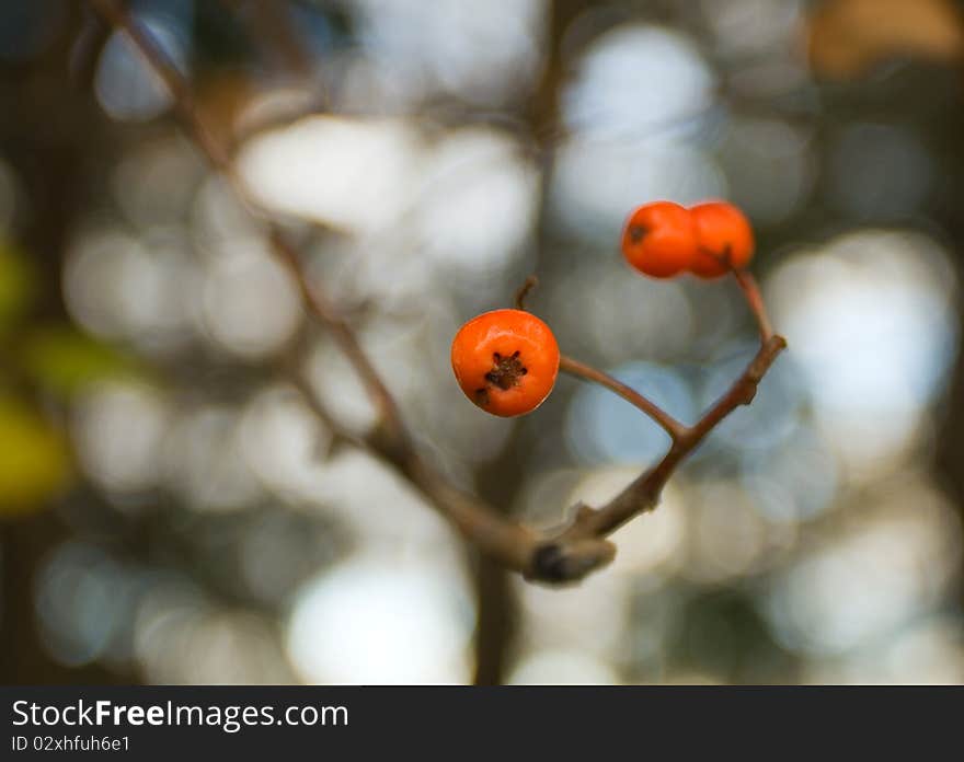 Red berries of a mountain ash on branch. Red berries of a mountain ash on branch