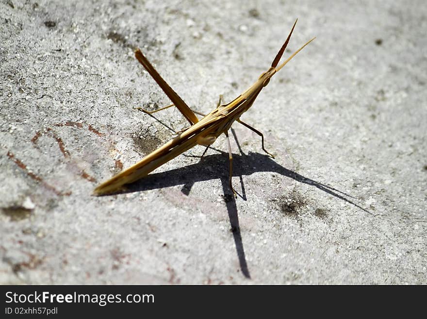 Horned hopper