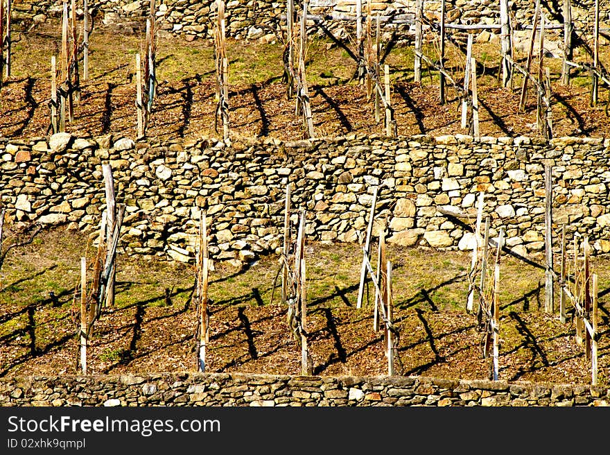 Typical terraced vineyards of Valtellina