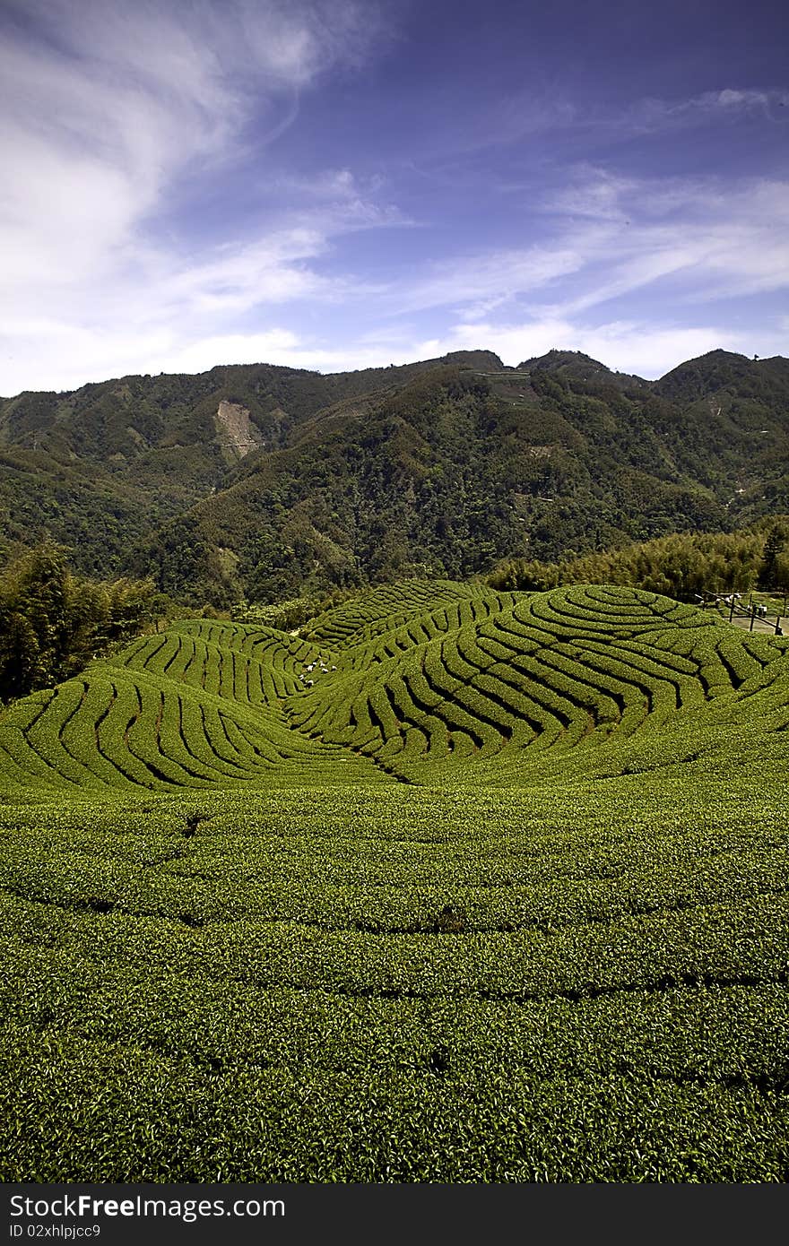 Ba Gua Tea Garden In Taiwan