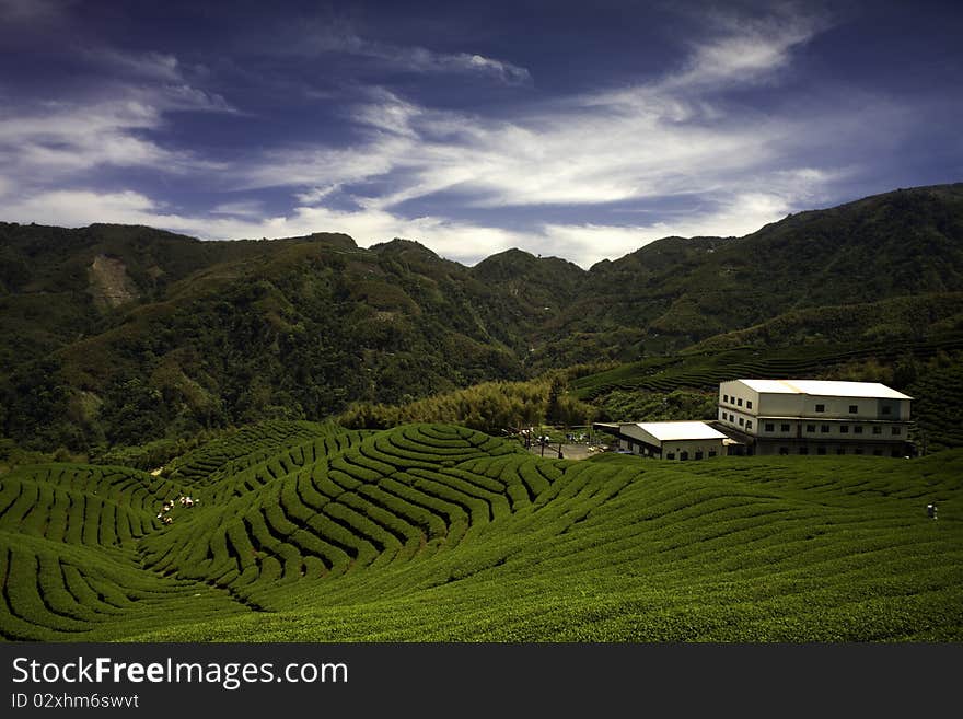 Ba Gua Tea garden in mid of Taiwan, This is the very famous area known for hand-picking of tea. Ba Gua Tea garden in mid of Taiwan, This is the very famous area known for hand-picking of tea