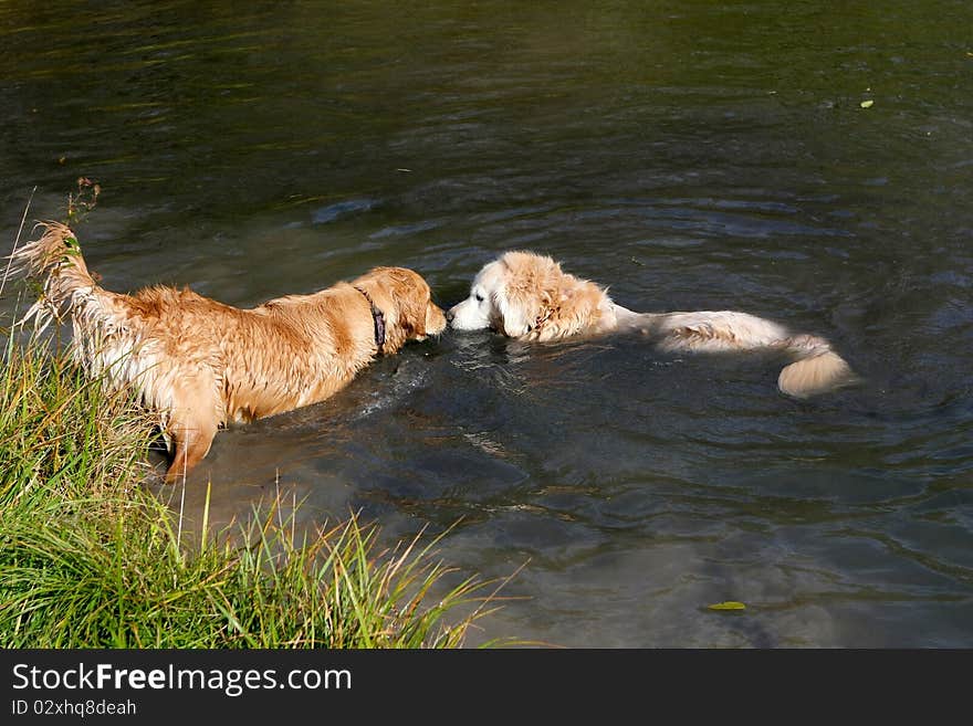 Young Golden Retriever & Older Golden Retriever in water