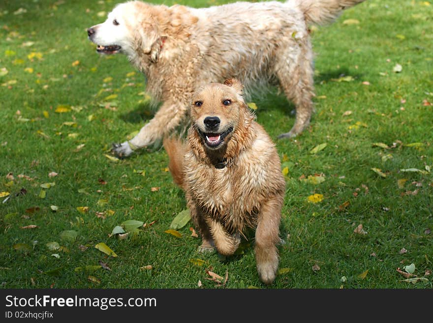 Young Golden Retriever & Older Golden Retriever playing