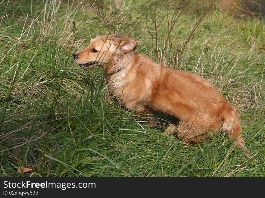 Young Golden Retriever running in grass in afternoon sun