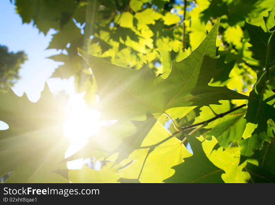 Green maple leafe in sunny day on blue sky fone. Gold autumn. Green maple leafe in sunny day on blue sky fone. Gold autumn.