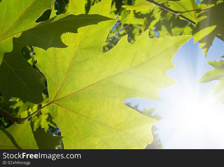 Green Leafe  Of Maple In Sunny Day.