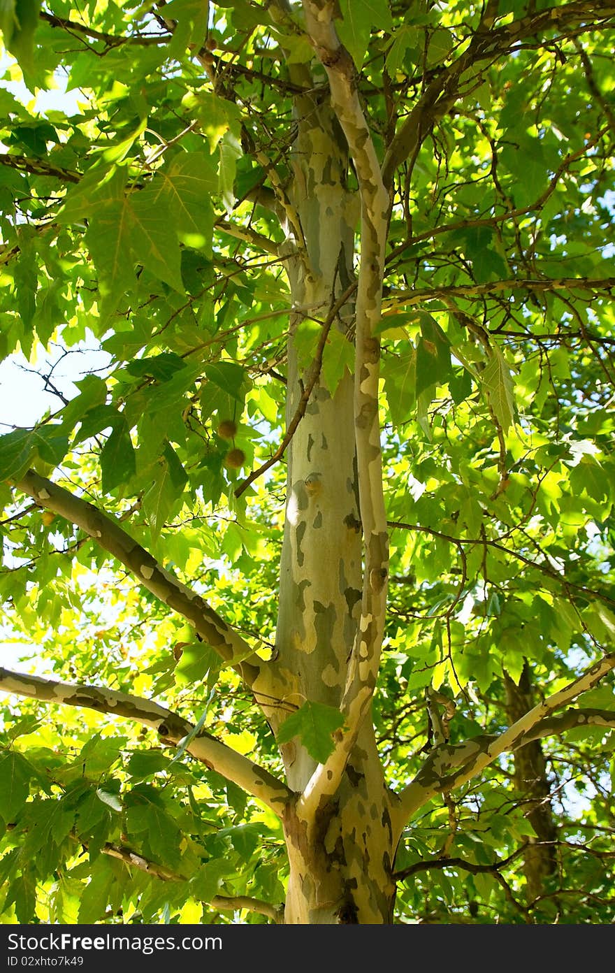 Green Leafe  Of Maple In Sunny Day.