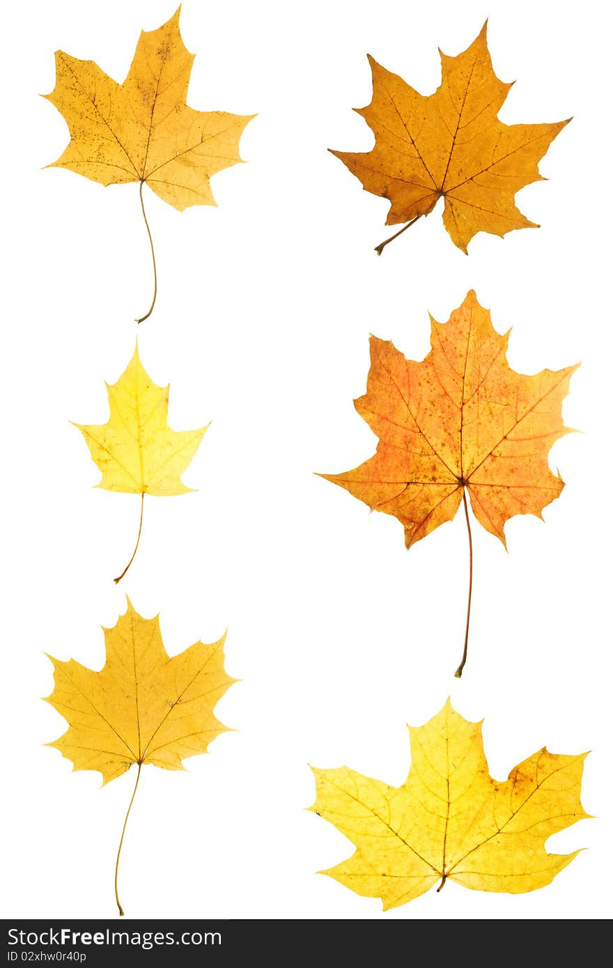 6 different autumn leaves from a maple. Isolated on white background. 6 different autumn leaves from a maple. Isolated on white background