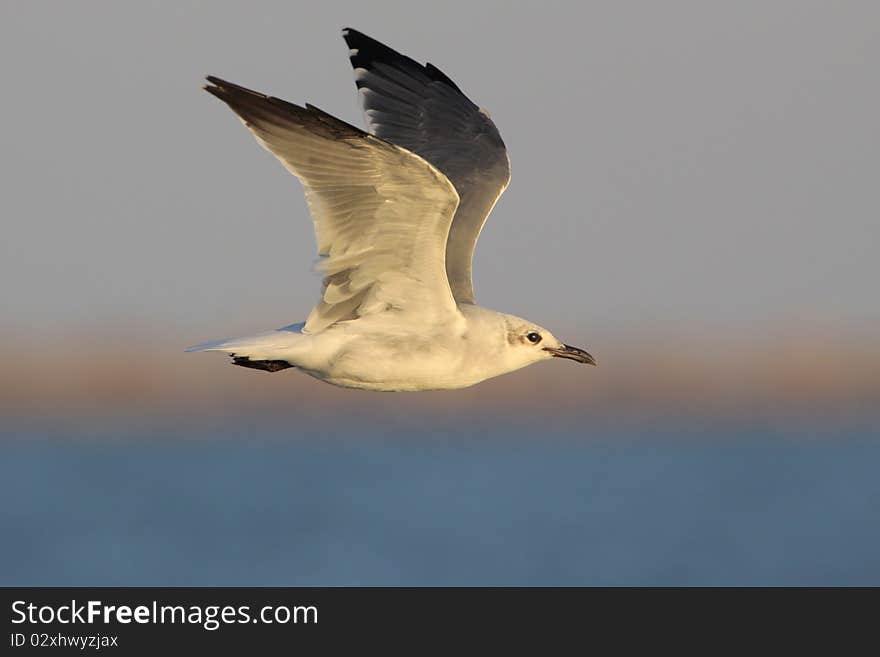 Laughing Gull in Flight