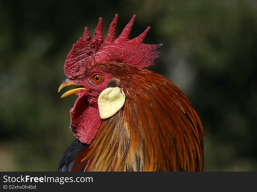 Leghorn rooster on a farm.