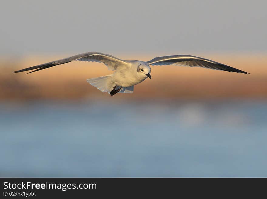 Laughing Gull Landing