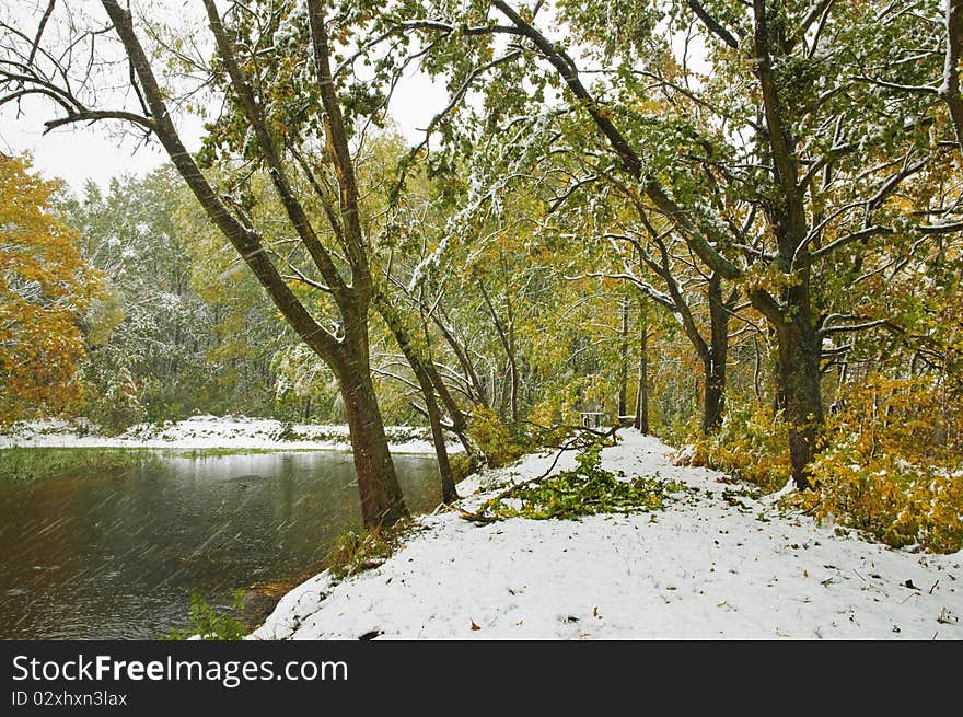 Autumn forest with first snow