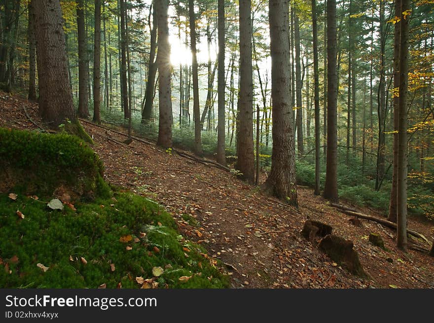 Orange forest on autumn season