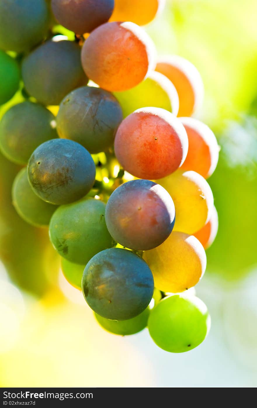 Multi colored grape close up