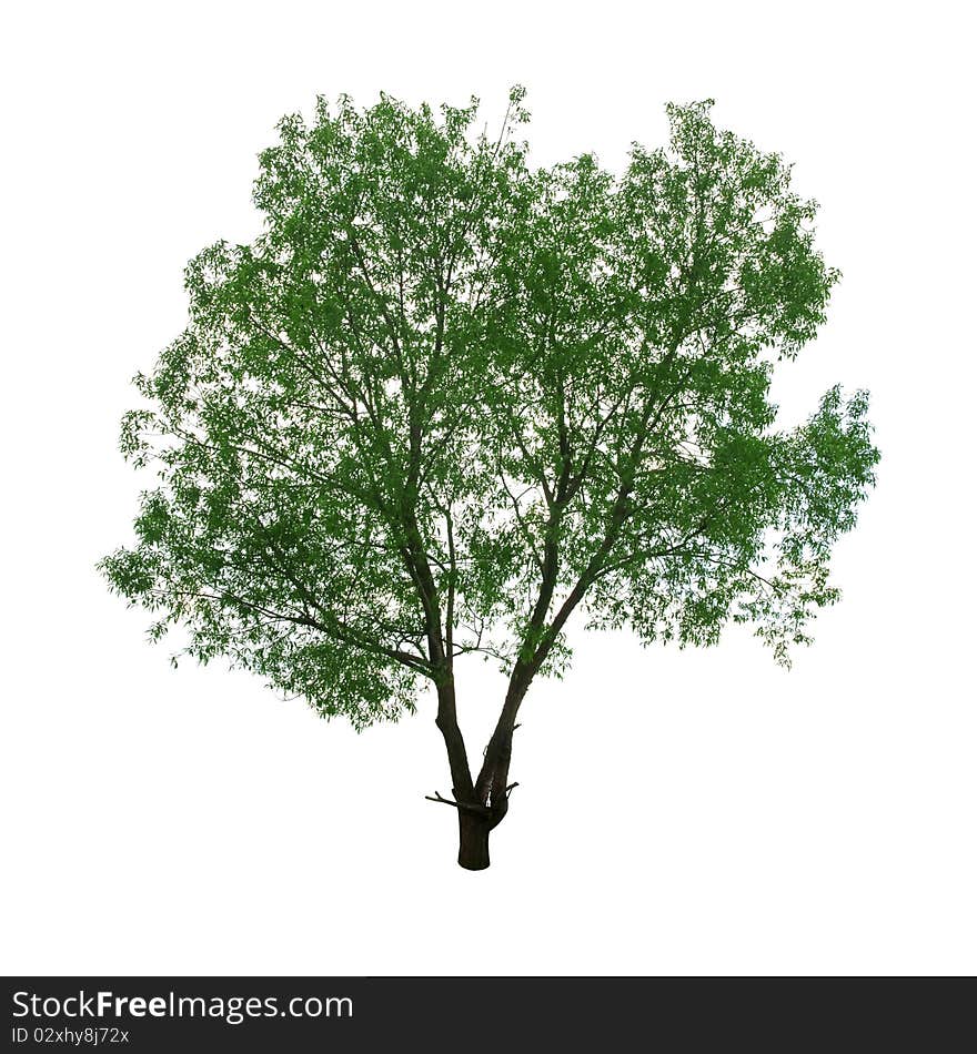 Green tree isolated on white