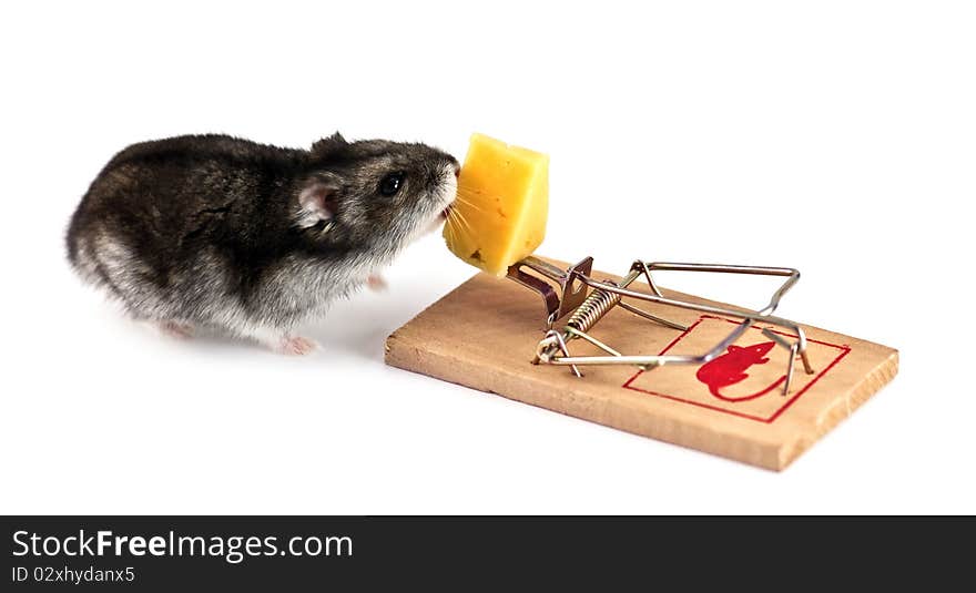 Mouse and trap isolated on white