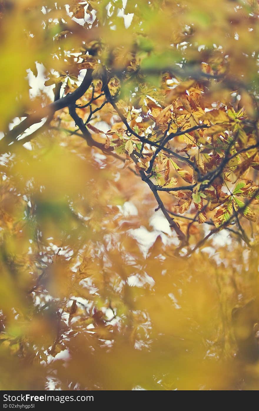 Beautiful autumn leaves with great orange colors