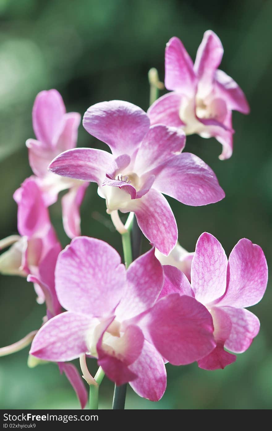 Orchid