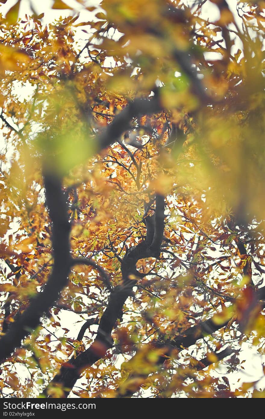 Beautiful autumn leaves with great orange colors