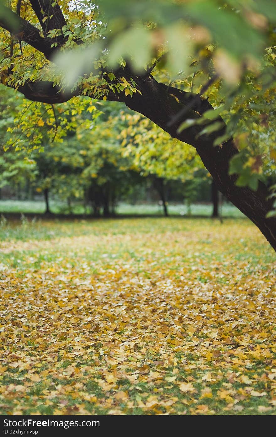 Autumn Landscape