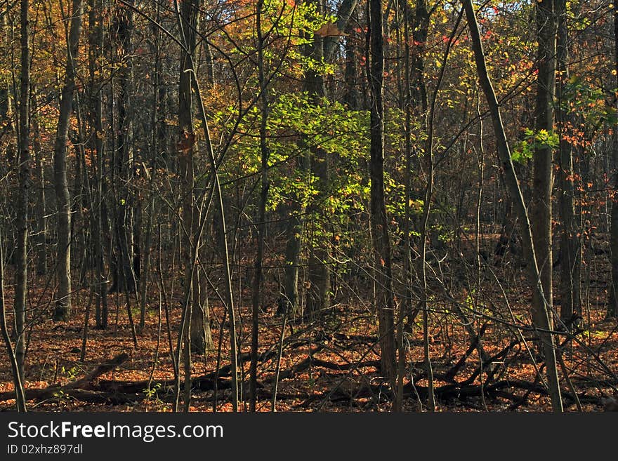 Autumn forest in the Monches Segment of the Ice Age Trail in Wisconsin