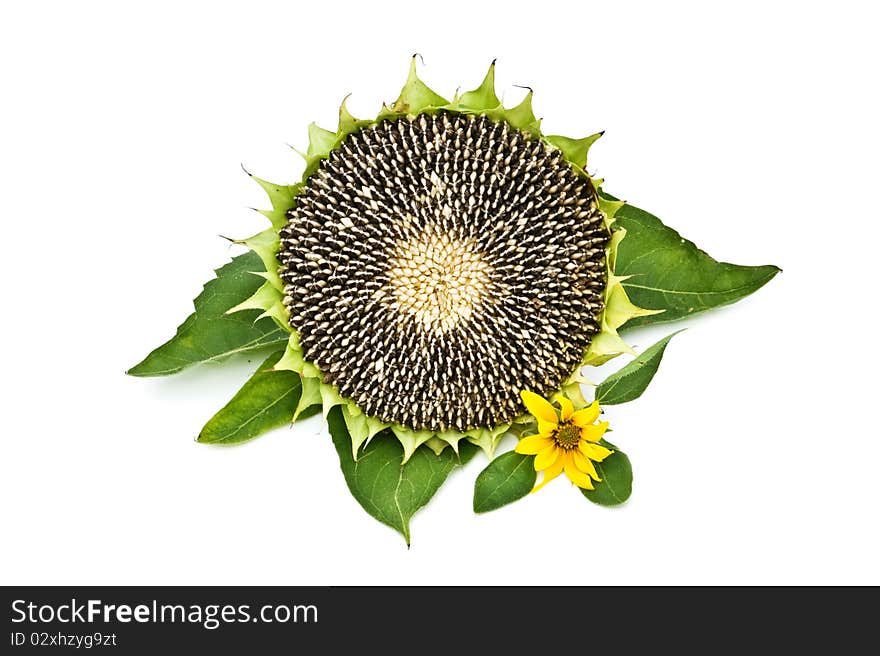 Ripe sunflofer head isolated on white