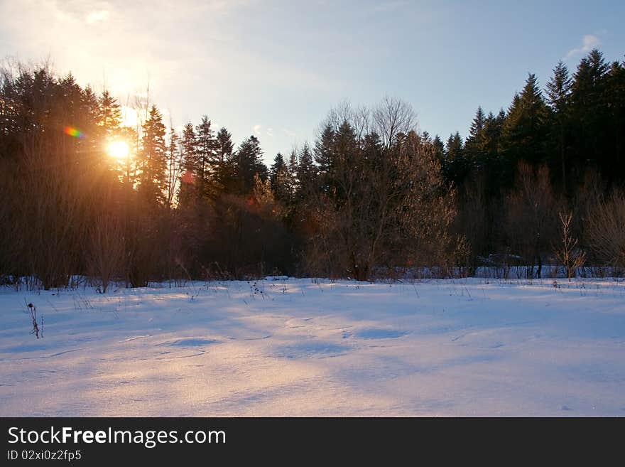 Winter beech forest in morning