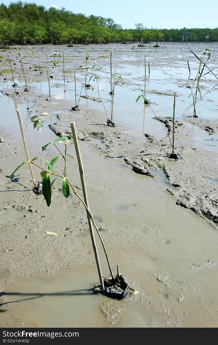 Mangrove tree at ocean beach in thailand. Mangrove tree at ocean beach in thailand