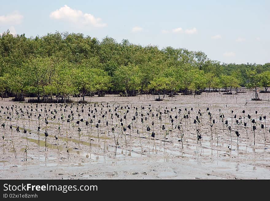 Mangrove tree at ocean beach in thailand. Mangrove tree at ocean beach in thailand