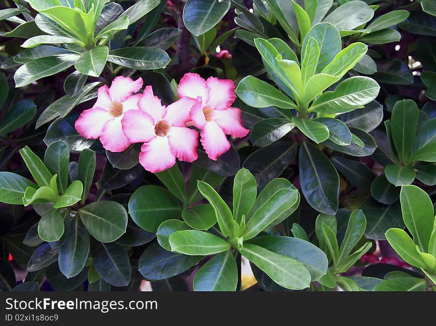 Closeup of a desert Rose flower. Closeup of a desert Rose flower.