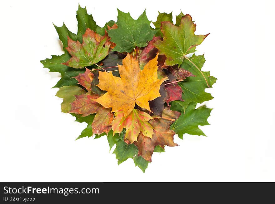 Composition Made Of Dried, Colorful Autumn Leaves