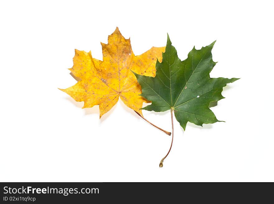 Yellow and green fall leaves on white, isolating background