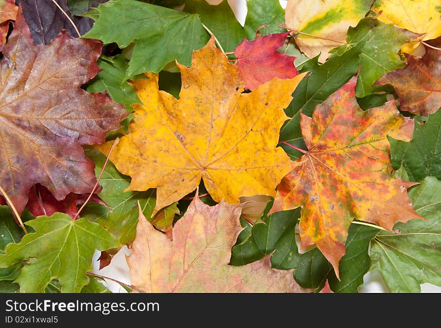 Bunch Of Dried Colorful Autumn Leaves