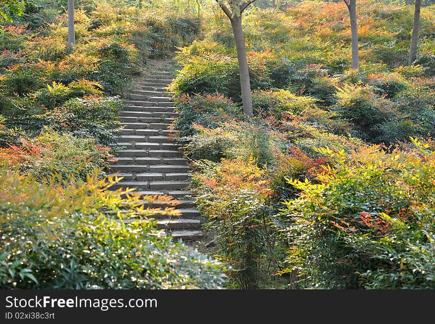 Colorful plant which is red, yellow and green, in autumn season, with a small step path in. Colorful plant which is red, yellow and green, in autumn season, with a small step path in.