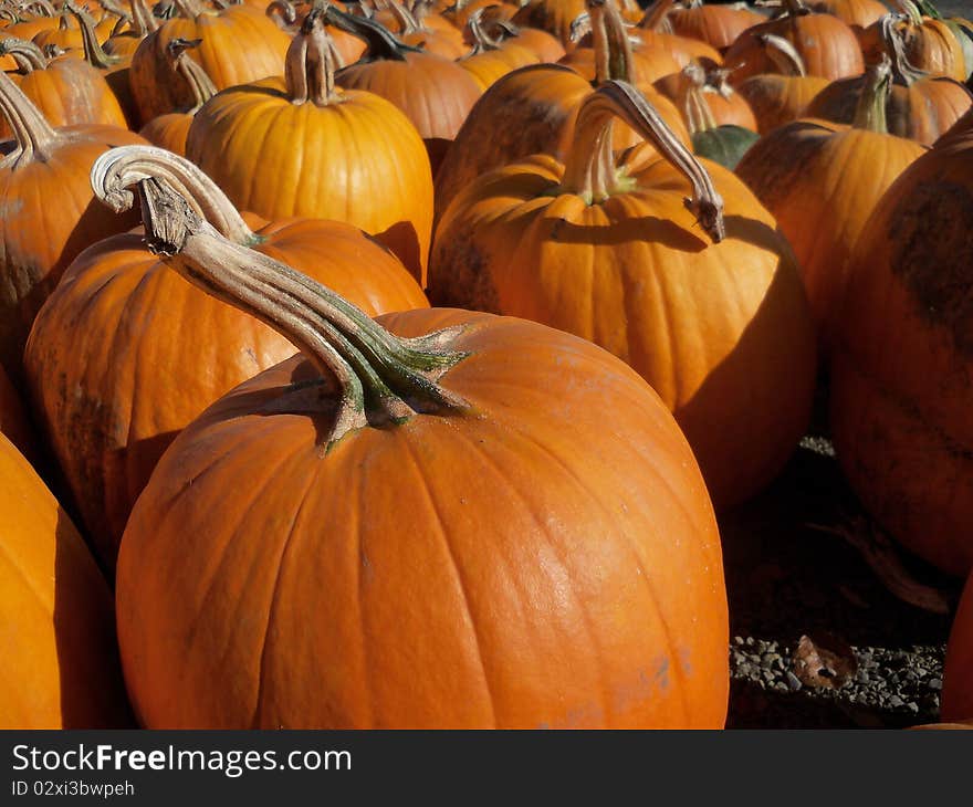 Recently harvested pumpkins wait to be chosen at the pumpkin patch. Recently harvested pumpkins wait to be chosen at the pumpkin patch.