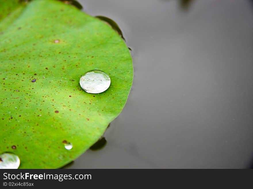 Drops Of Water On A Lotus Leaf