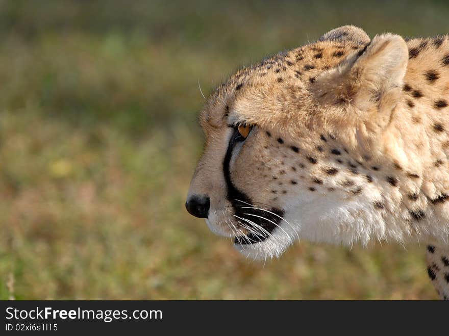 An adult cheetah on the prowl with a natural grass green background.