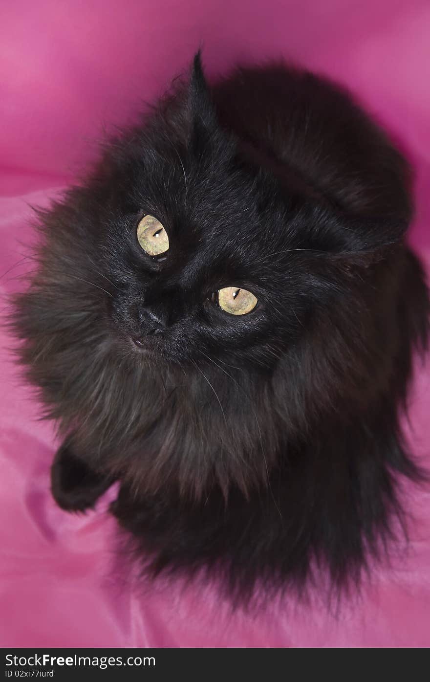 Black fluffy cat