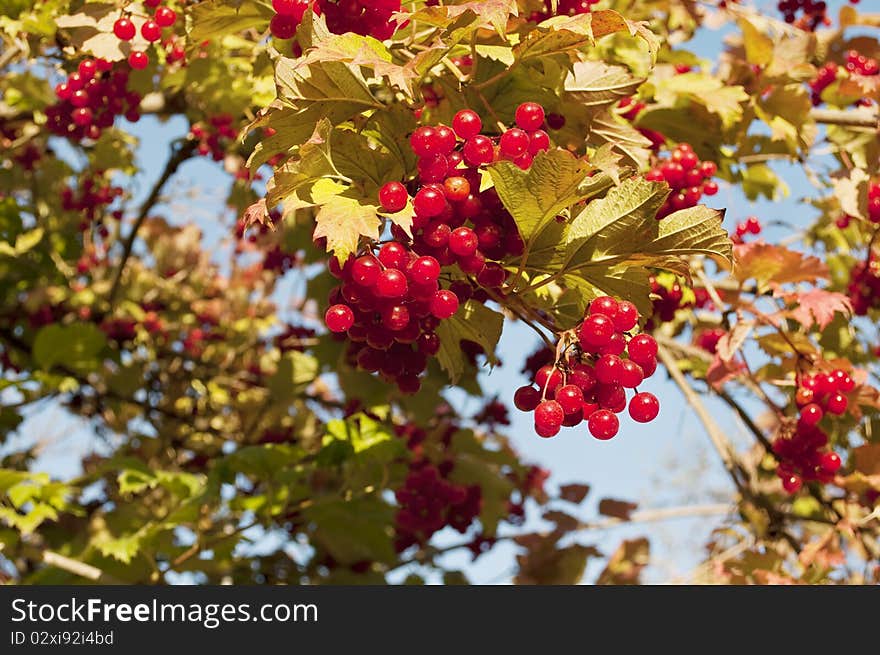 Rosny bunch of red viburnum