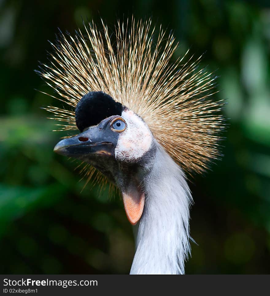 African Crowned Crane