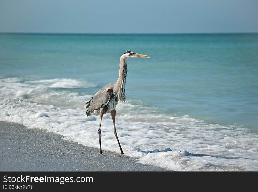 Great Blue Heron On A Gulf Coast Beach