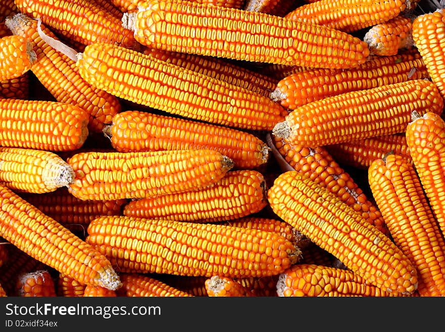 Many dry corn on the farm