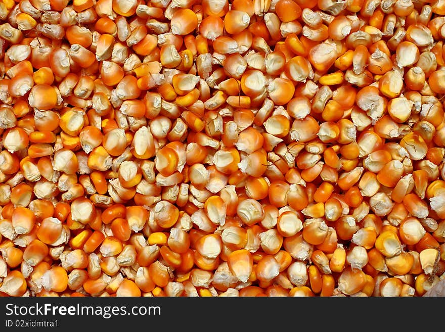 The dry corn seeds background